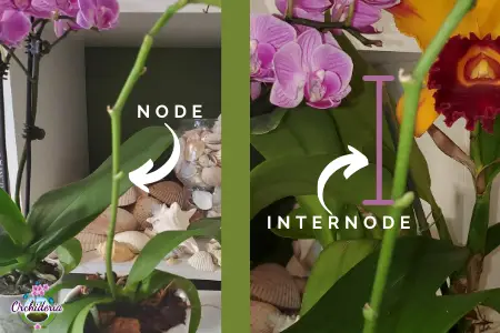 Orchid Node and Internode