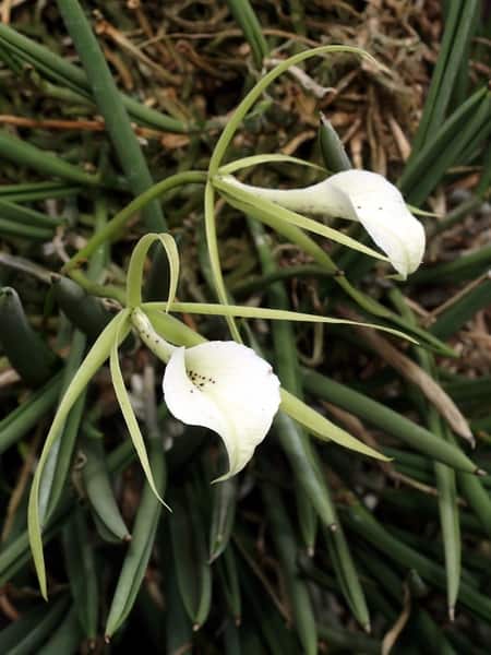 Brassavola nodosa Orchid