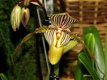 Phragmipedium Orchid