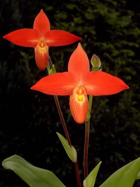 Phragmipedium Beseeae