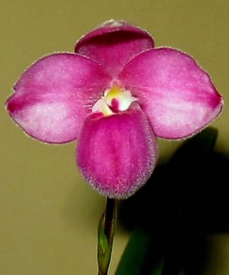 Phragmipedium Fischeri