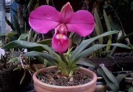 Phragmipedium Peruviana