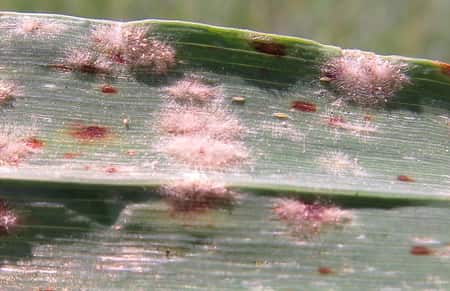 Orchid Powdery Mildew