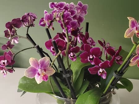 Hydroponic Orchids