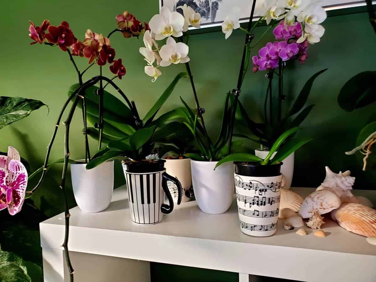 How To Fertilize Orchids In Water Culture - Orchideria