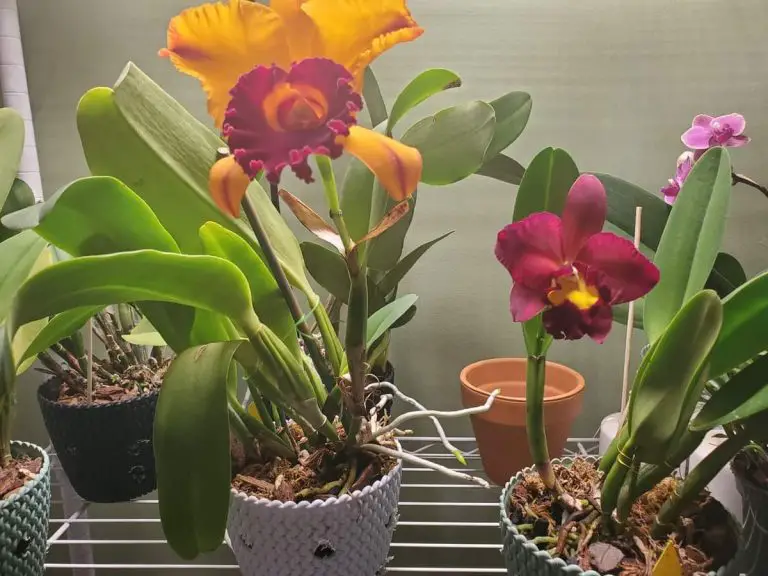 4 Artificial Lights for Indoor Orchid Care Orchideria