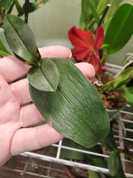 Dehydrated Orchid Leaf Turning Brown