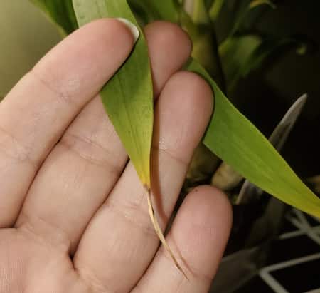 Brown Orchid Leaf Due to Overfertilziing