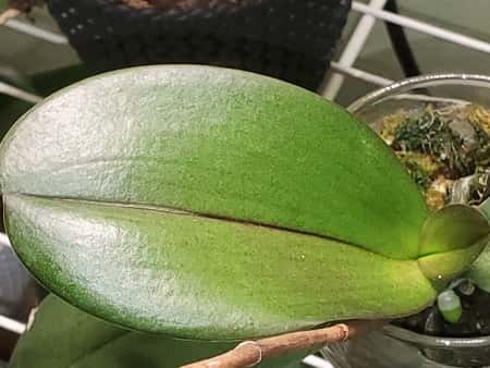 Redp Spots on the Orchid Leaf