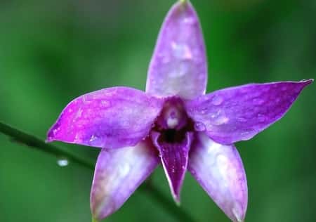 Dendrobium Orchid Blooming