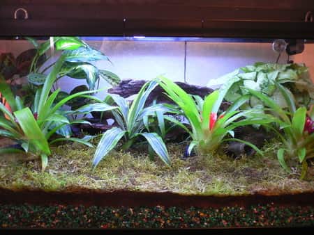 Vivarium Setup