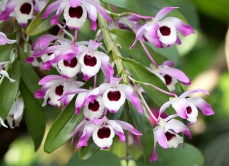 Dendrobium Nobile in Bloom