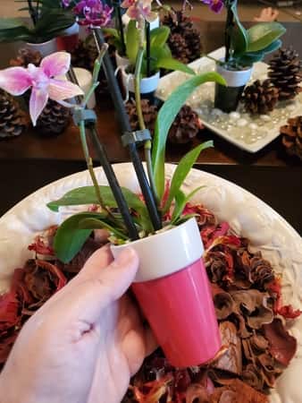 Mini Phalaenopsis in Decorative Pot