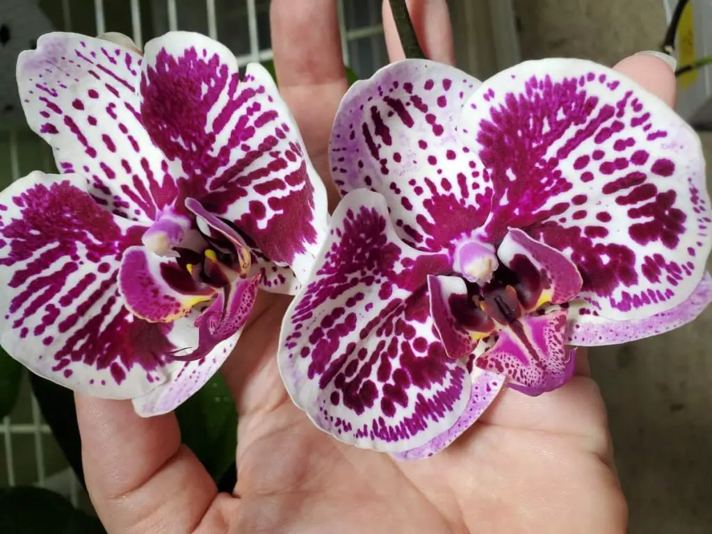 When do Phalaenopsis Orchids Bloom? A Guide To Patience Orchideria