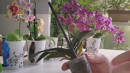 Removing an Orchid in a Plastic Pot