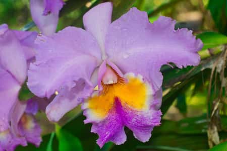 Bamboo Orchid In Bloom