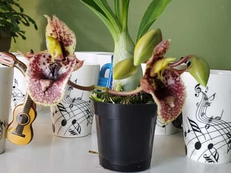 Catasetum Orchid