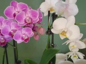 Orchids in Bloom