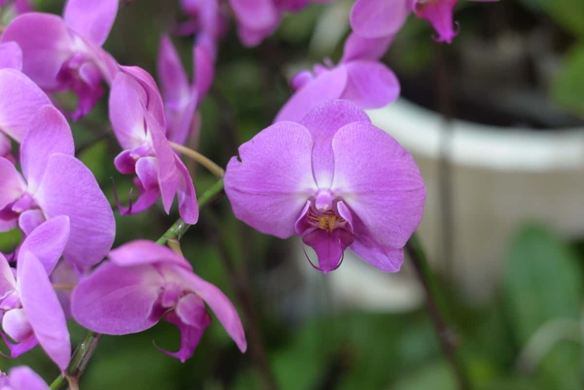 orchid Spike in Bloom