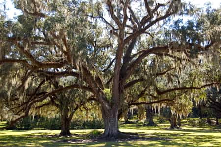 Spanish Moss