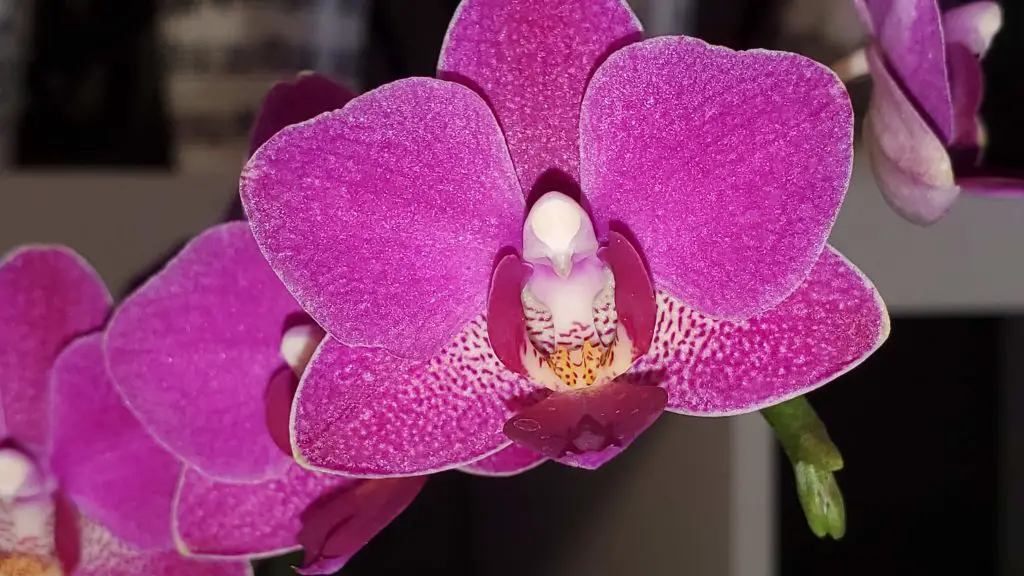 Pink Phalaenopsis Orchid