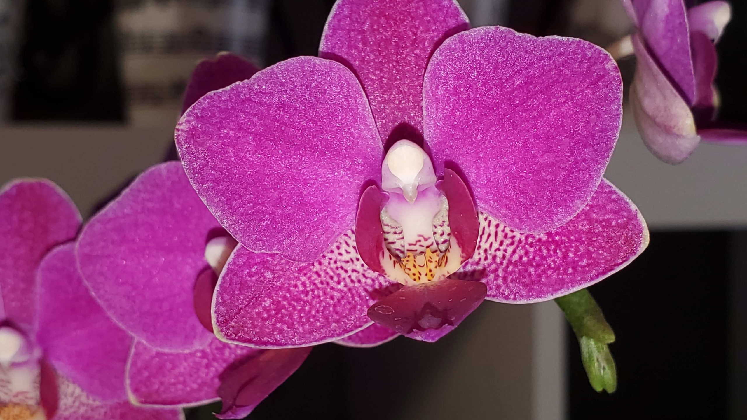 Pink Phalaenopsis Orchid