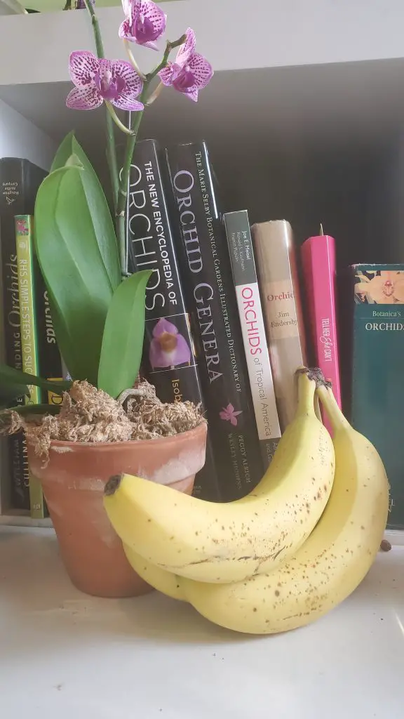 banana peels and orchids