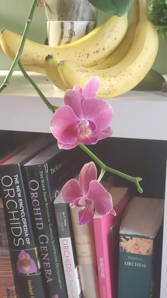 Orchids and bananas