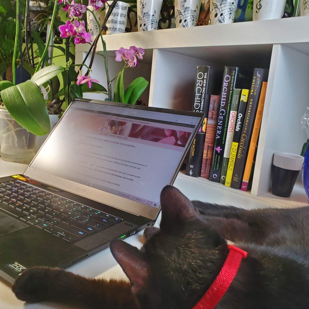 Cat by the laptop