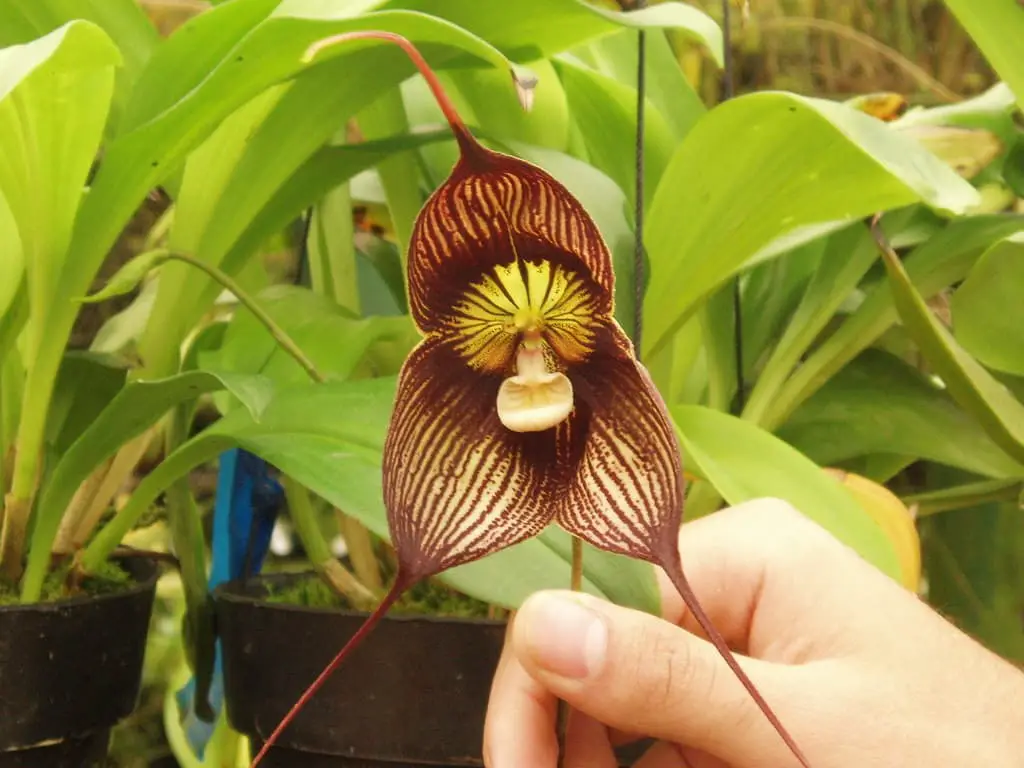 Dracula Orchid