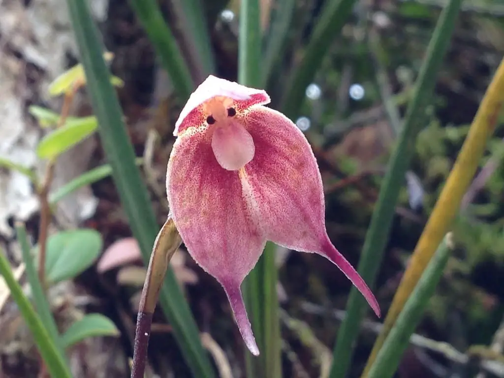 Dracula Orchid