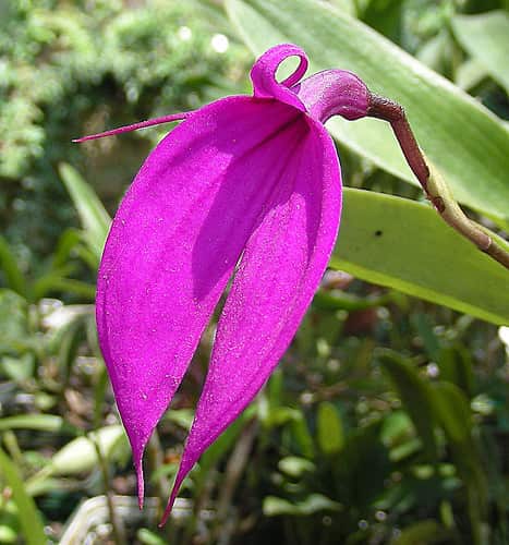 Masdevallia orchid