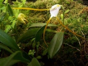 Masdevallia orchid