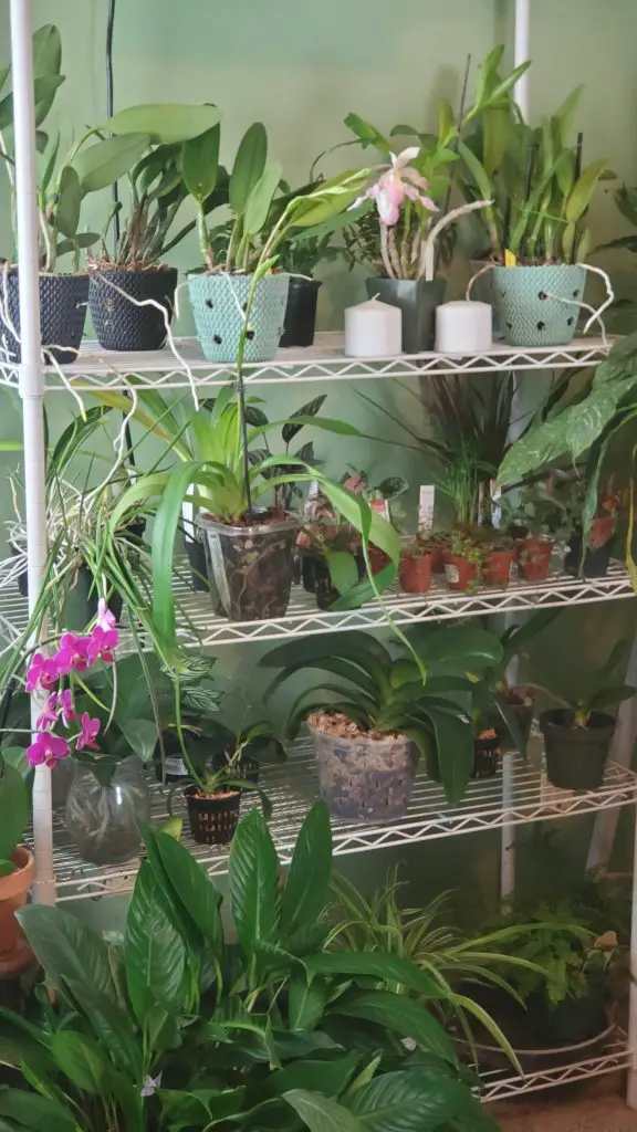 Orchid Setup Shelves