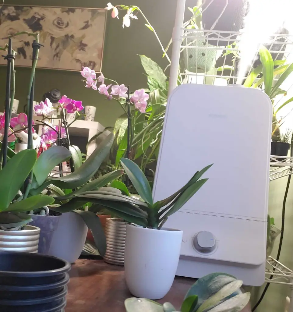 Orchid Setup Humdiifier