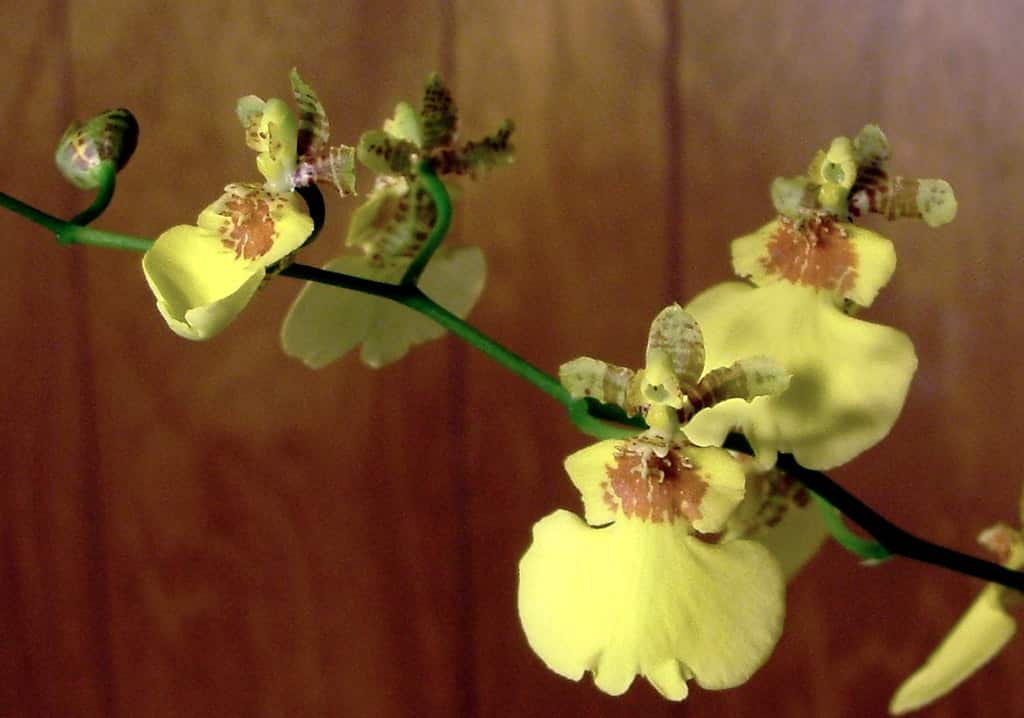 Tolumnia Orchids