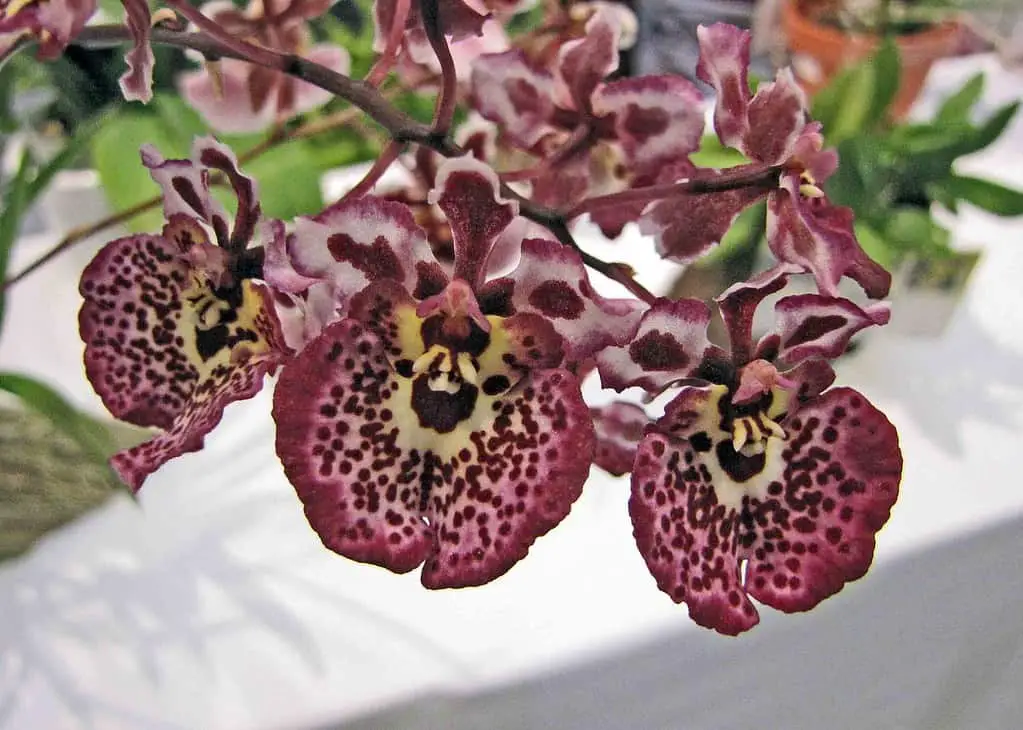 Tolumnia Orchids