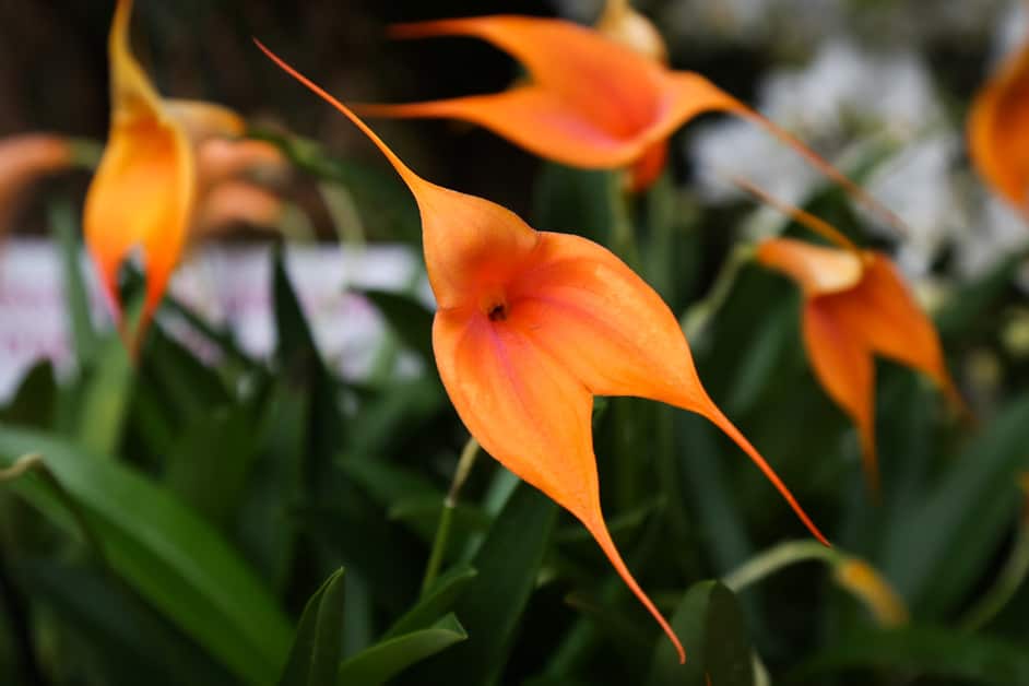 Masdevallia Orchid