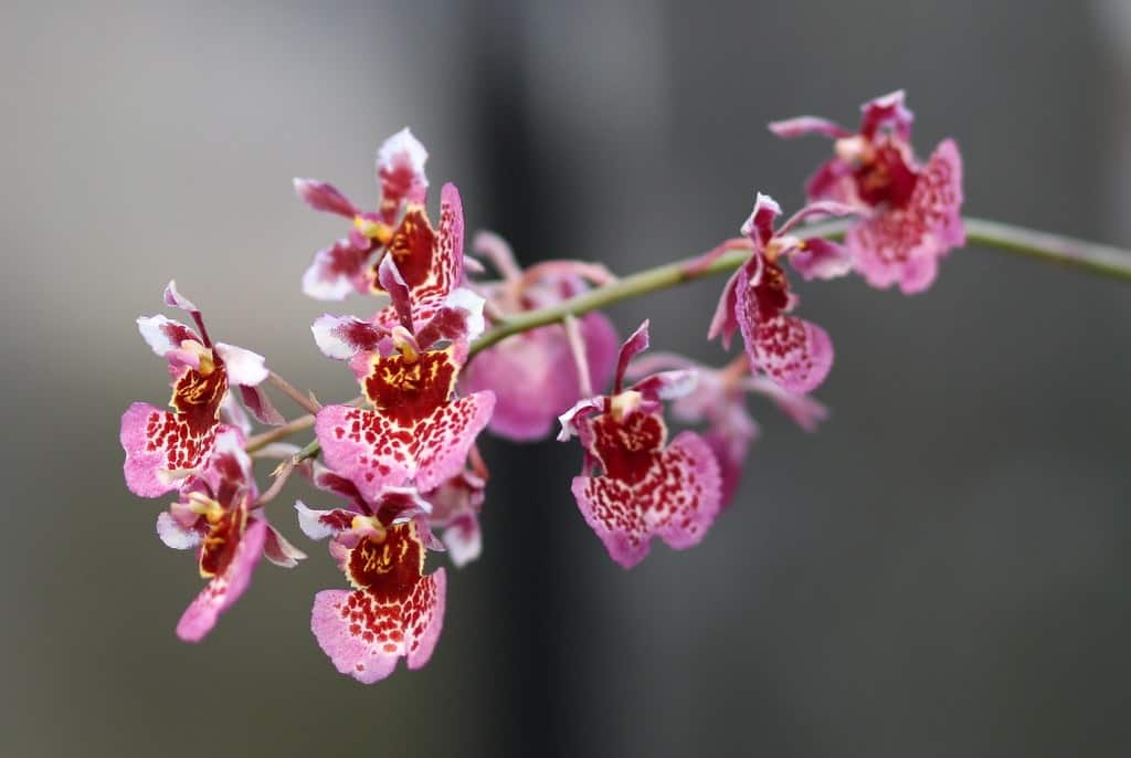 Tolumnia Orchids
