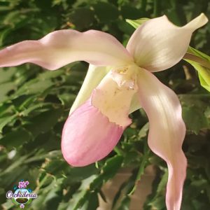 Paphiopedilum and Dolomite Lime