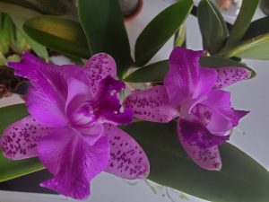 2 cattleya Orchids