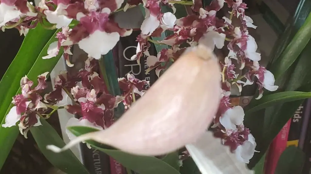 Garlic Clove and An Orchid