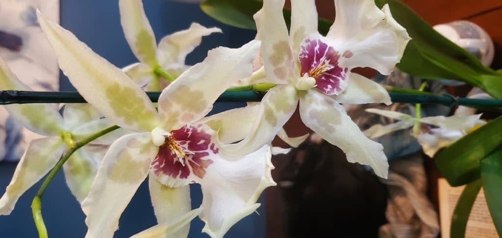 Orchids and Rice Water