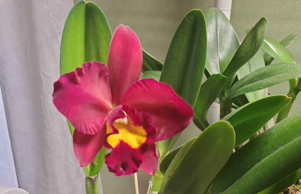 Red Cattleya Orchid