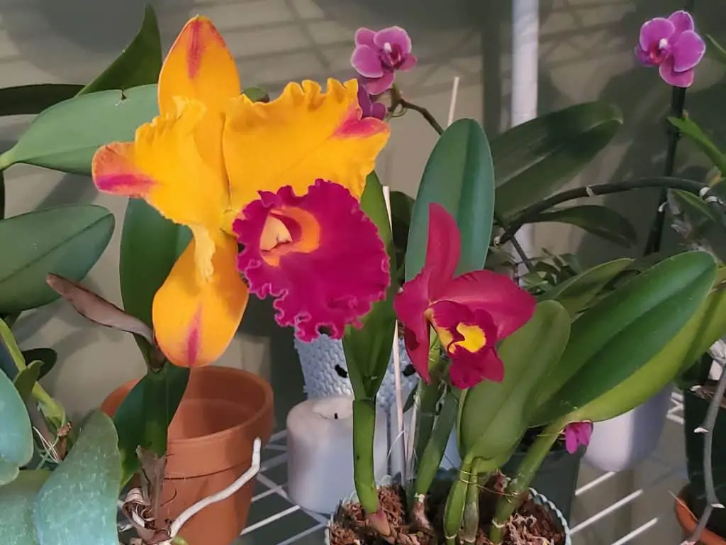 Cattleya Orchids