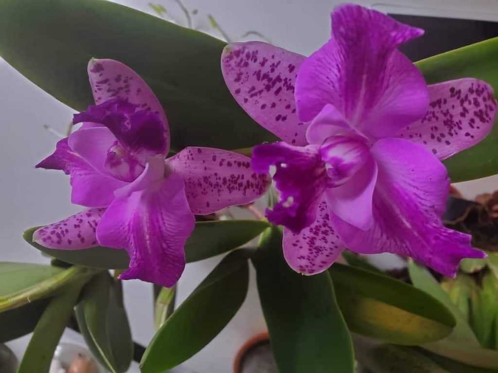 Cattleya Orchid