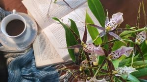 Orchid and Books