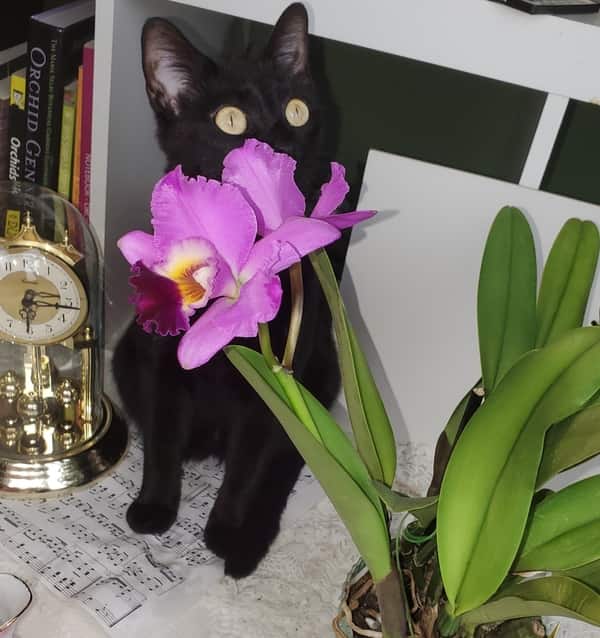 Black cat behind Cattleya Orchid