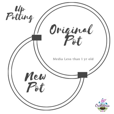 Up Potting Orchid Diagram