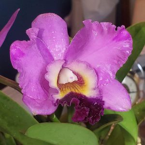 Cattleya Orchid